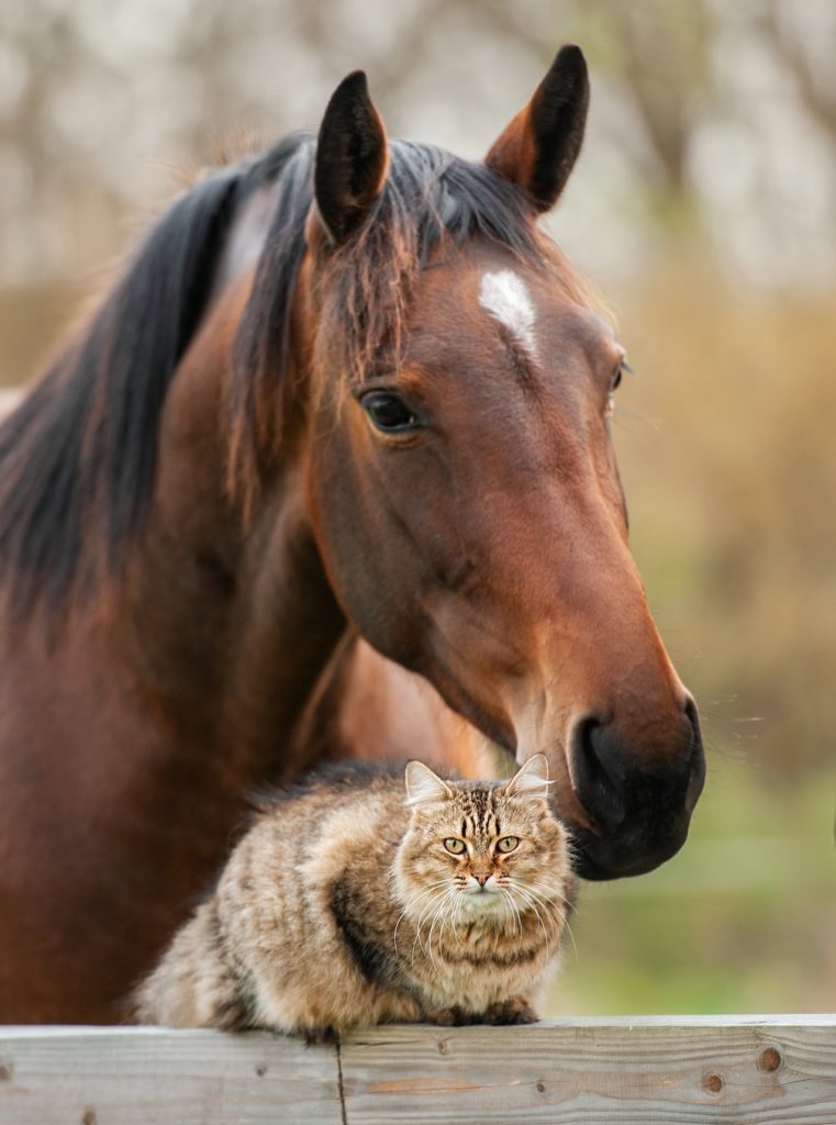 Veterinary | Creekside Animal Hospital in Sidney, Nebraska